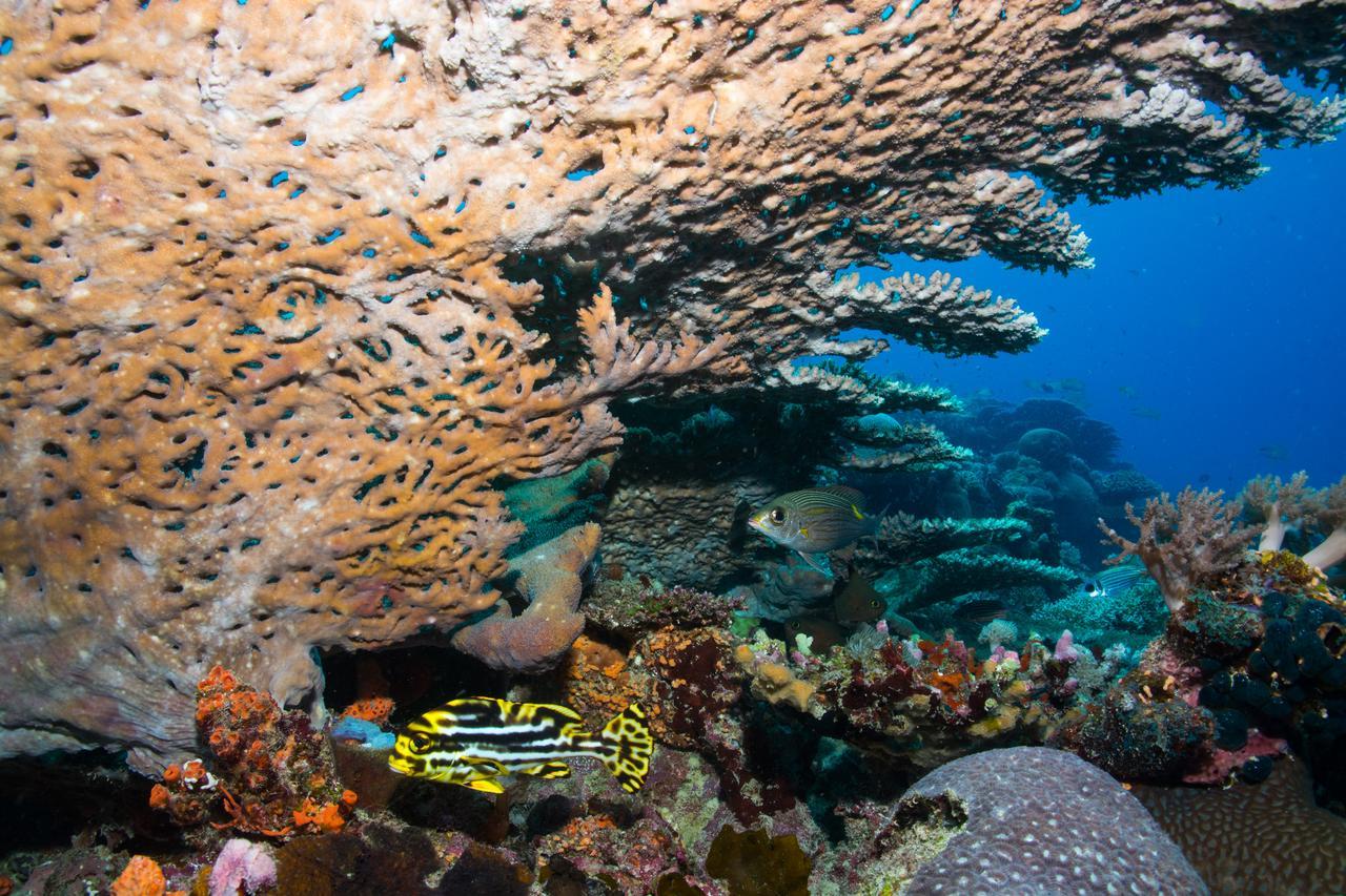 Gecko Nature Lodge Home Of Swahili Divers The Best Dive Center And Famous Gecko Restaurant Verani Luaran gambar