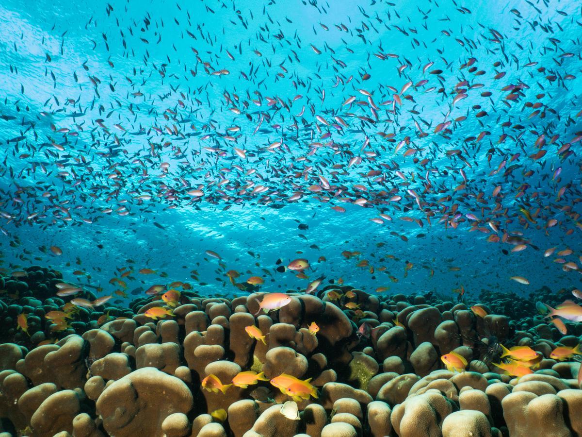 Gecko Nature Lodge Home Of Swahili Divers The Best Dive Center And Famous Gecko Restaurant Verani Luaran gambar