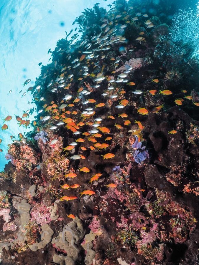 Gecko Nature Lodge Home Of Swahili Divers The Best Dive Center And Famous Gecko Restaurant Verani Luaran gambar