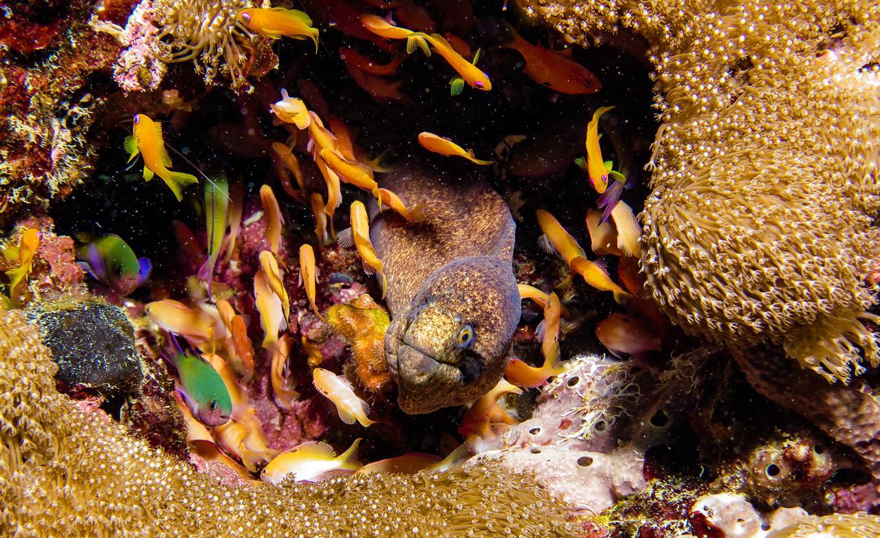 Gecko Nature Lodge Home Of Swahili Divers The Best Dive Center And Famous Gecko Restaurant Verani Luaran gambar