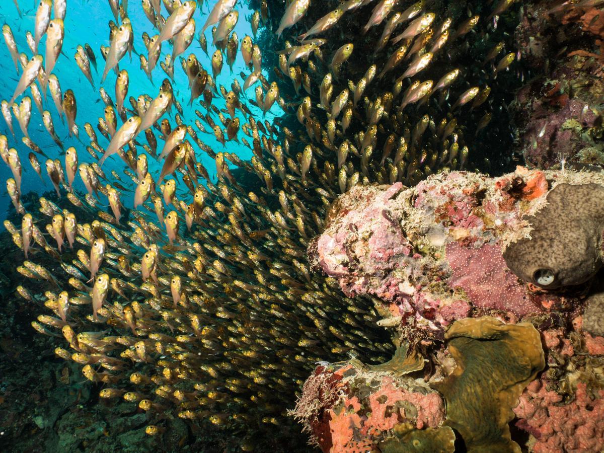 Gecko Nature Lodge Home Of Swahili Divers The Best Dive Center And Famous Gecko Restaurant Verani Luaran gambar