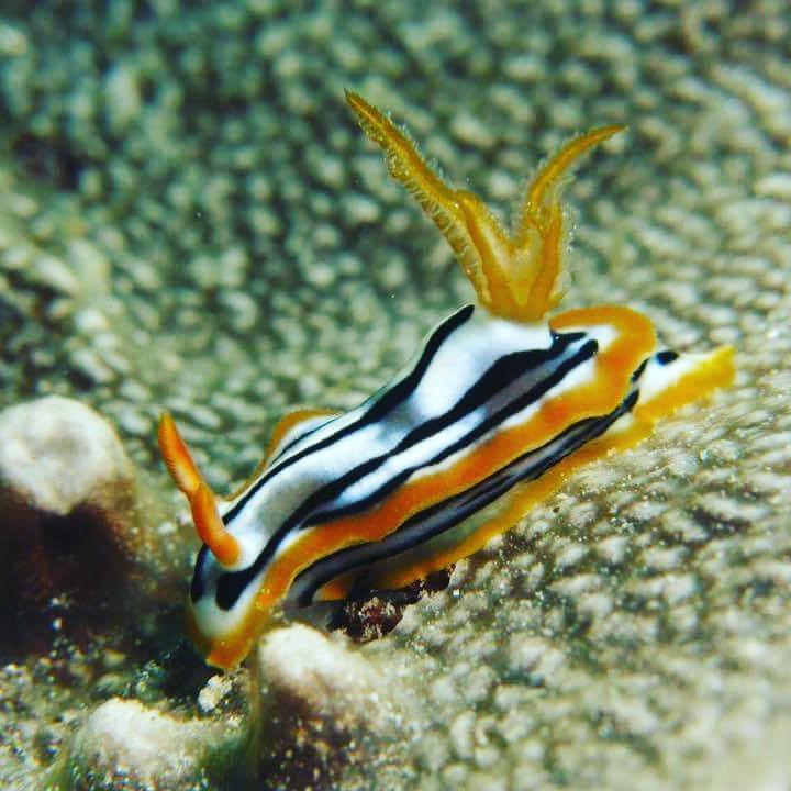 Gecko Nature Lodge Home Of Swahili Divers The Best Dive Center And Famous Gecko Restaurant Verani Luaran gambar