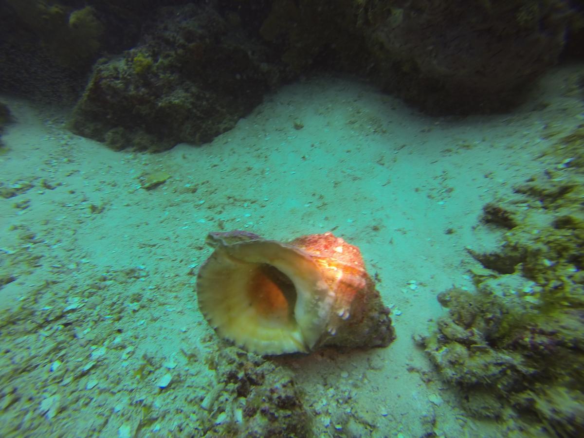Gecko Nature Lodge Home Of Swahili Divers The Best Dive Center And Famous Gecko Restaurant Verani Luaran gambar